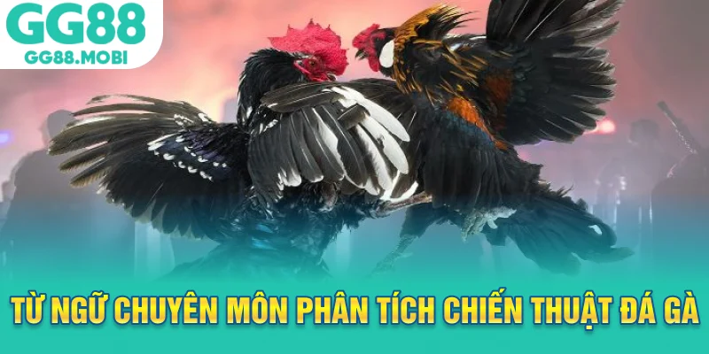 Từ ngữ chuyên môn phân tích chiến thuật đá gà