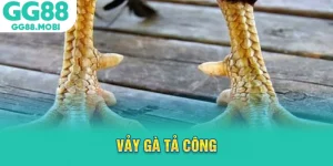 vảy gà tả công